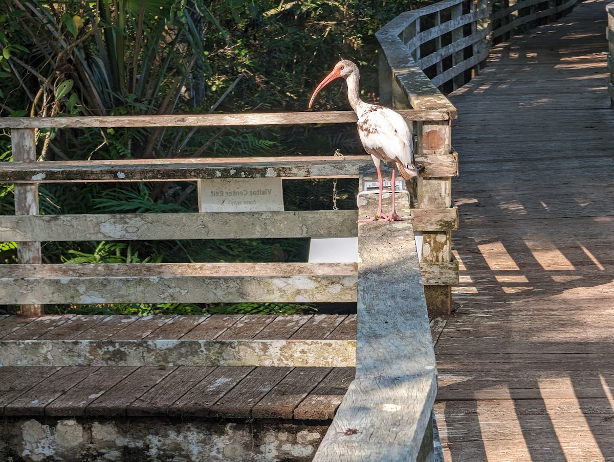 White Ibis - ML619625703