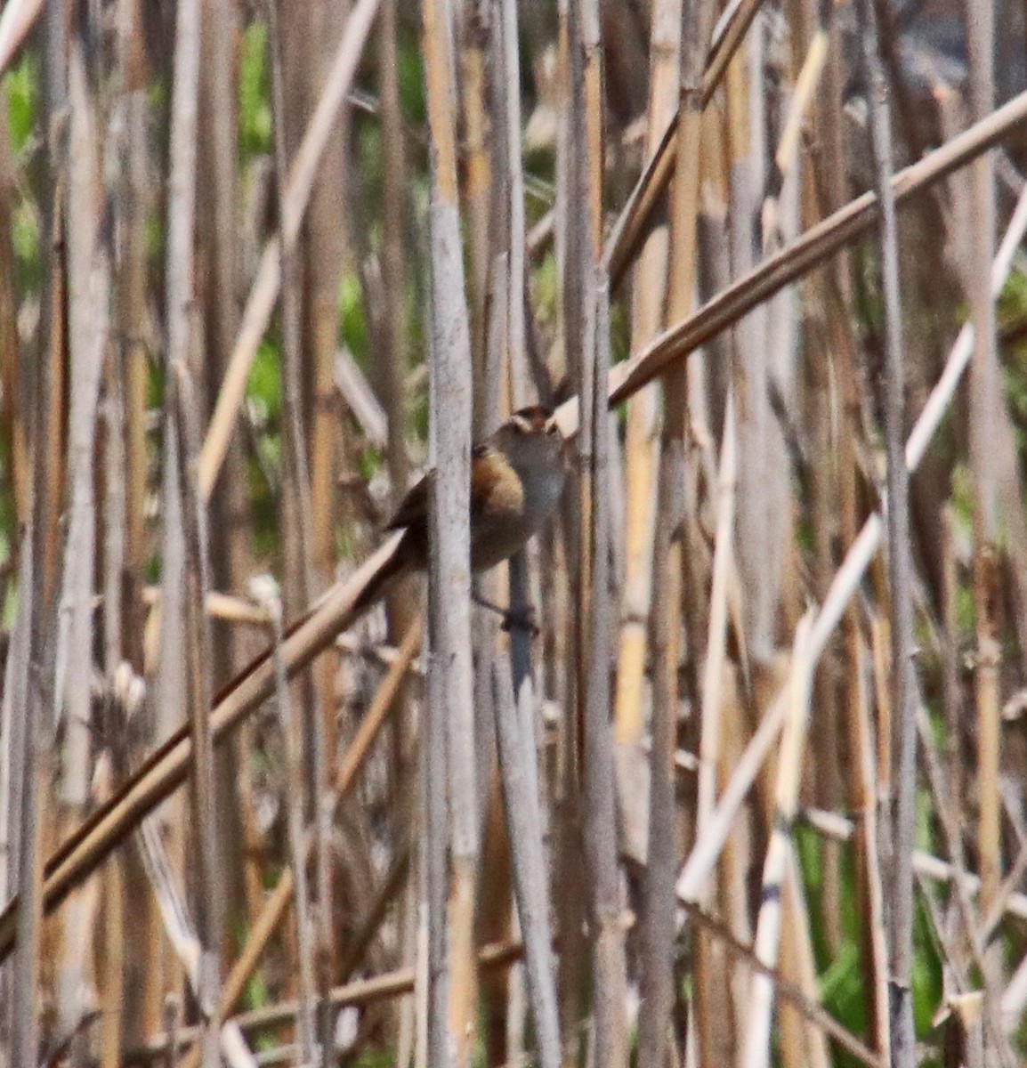 Marsh Wren - Tom Nolan