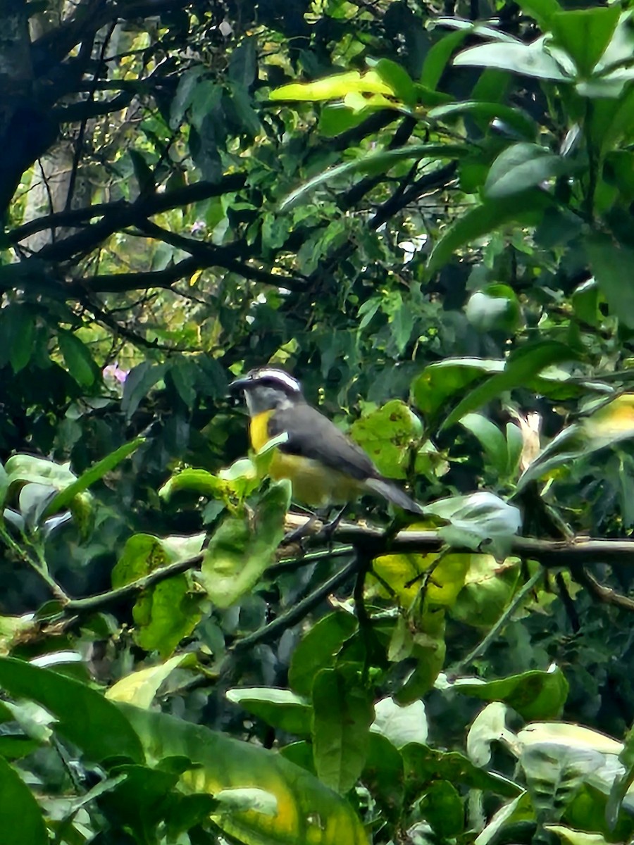 Bananaquit - Kevin Cuevas Duran