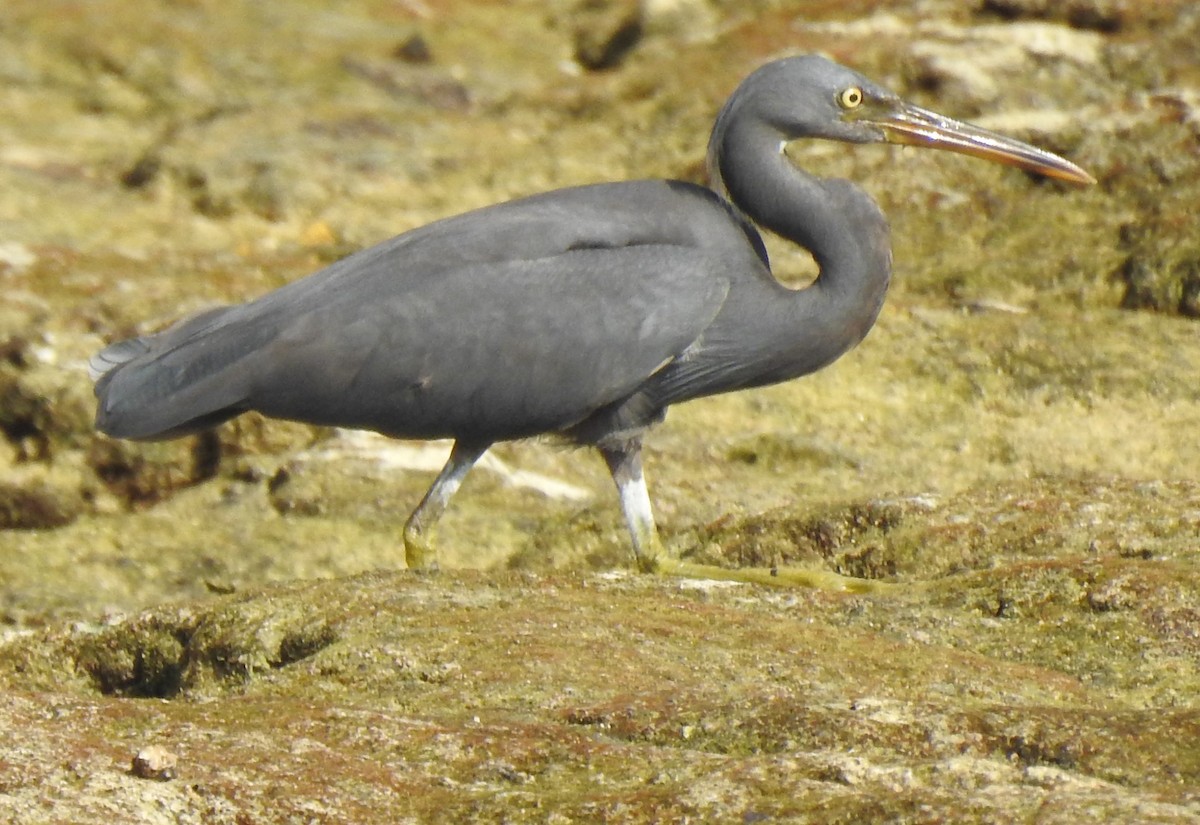 Pacific Reef-Heron - Prabhudatta Bal