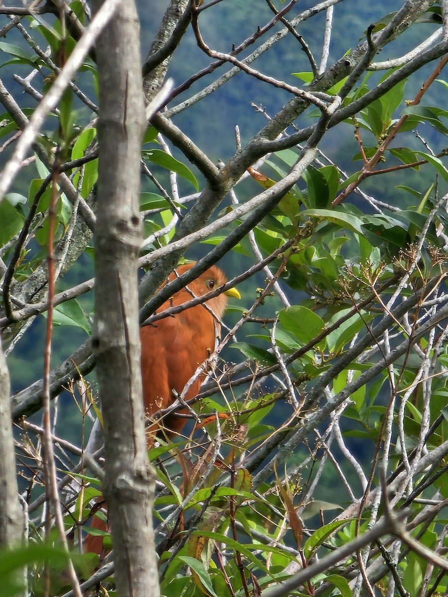 Squirrel Cuckoo - Kevin Cuevas Duran