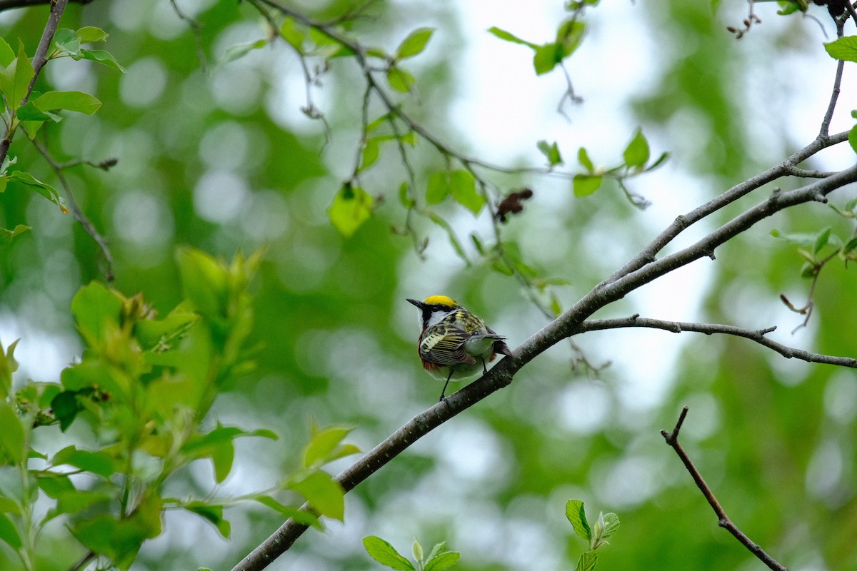 Chestnut-sided Warbler - Stefani Grujic