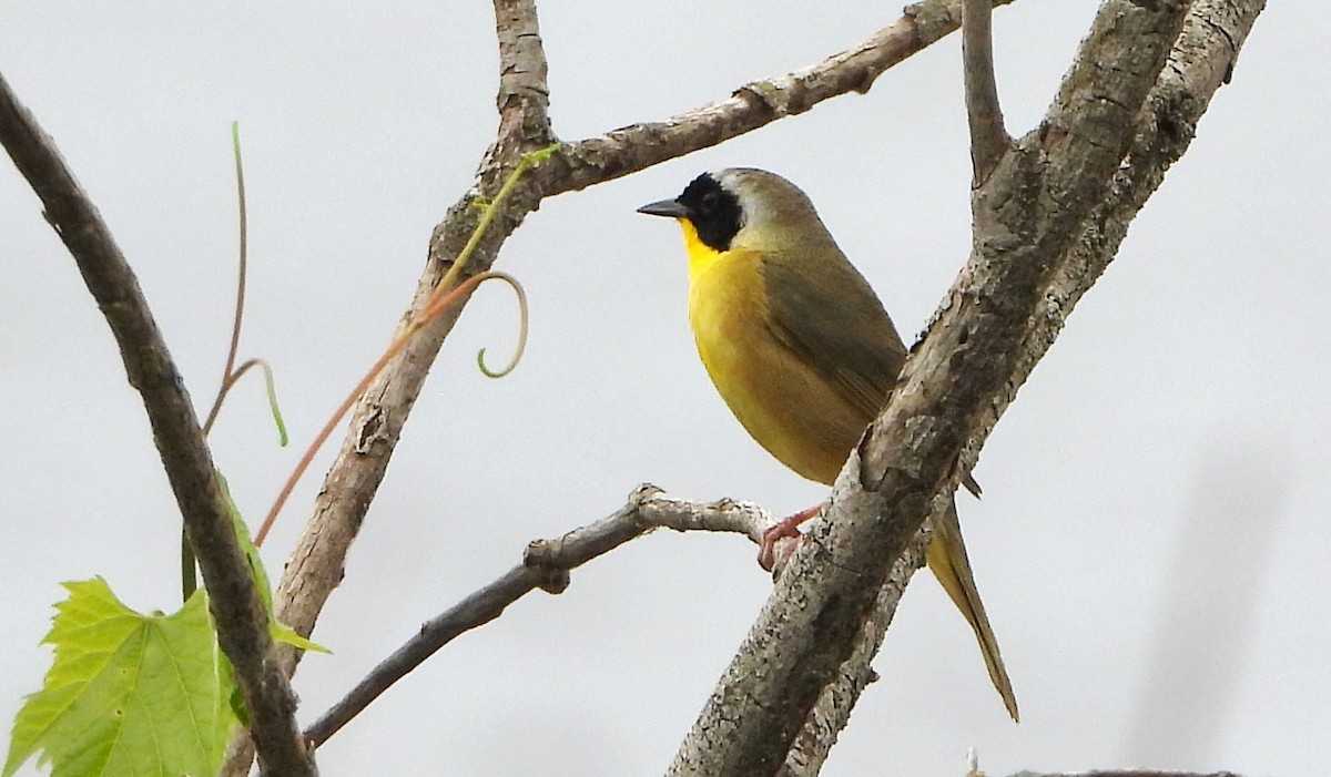 Common Yellowthroat - Bonnie Heinecke