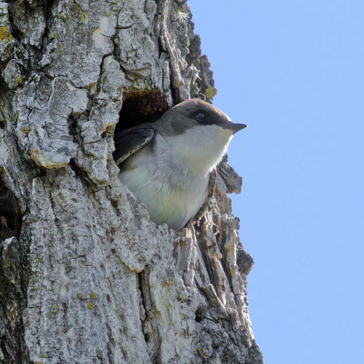 Tree Swallow - ML619625734