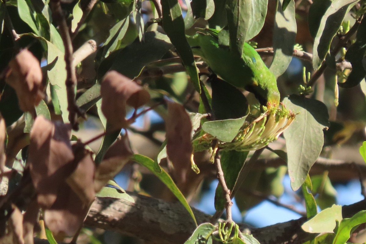Golden-fronted Leafbird - Chitra Ingole