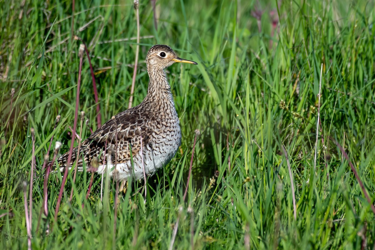 Upland Sandpiper - Theresa Pero