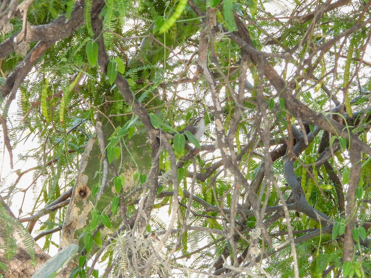 Bewick's Wren - ML619625755