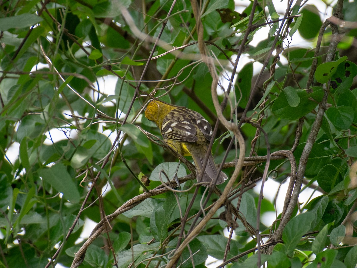 Flame-colored Tanager - Simon Kiacz