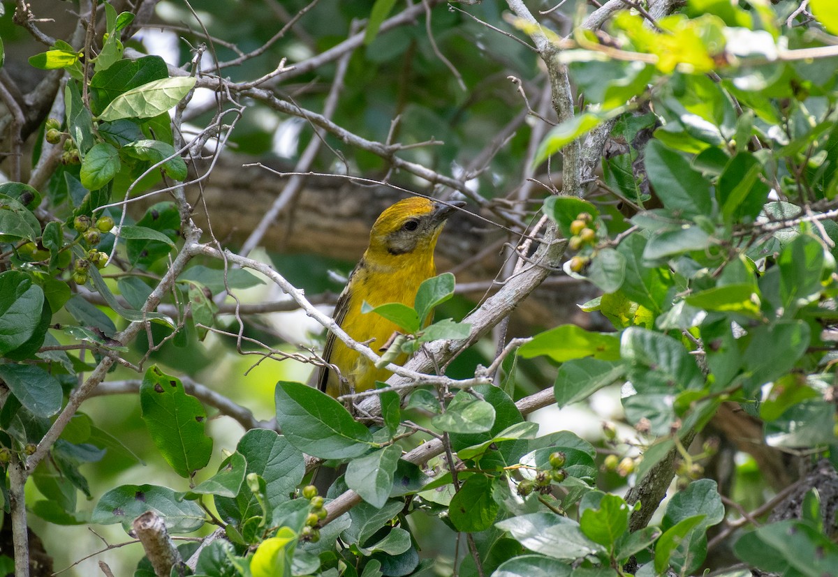 Flame-colored Tanager - Simon Kiacz