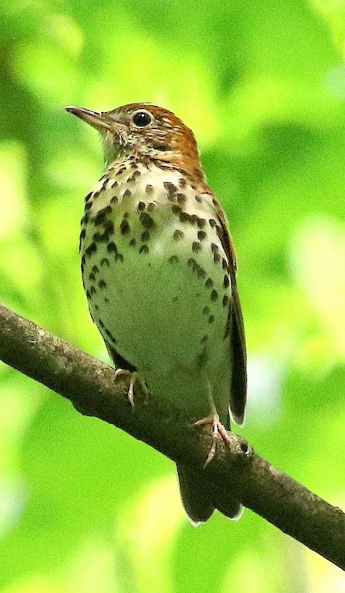 Wood Thrush - Pierre Howard