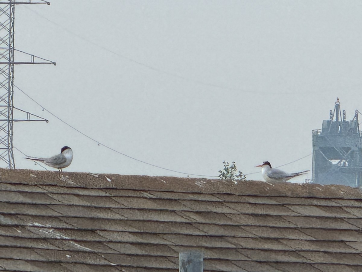 Least Tern - Mathieu Glachant