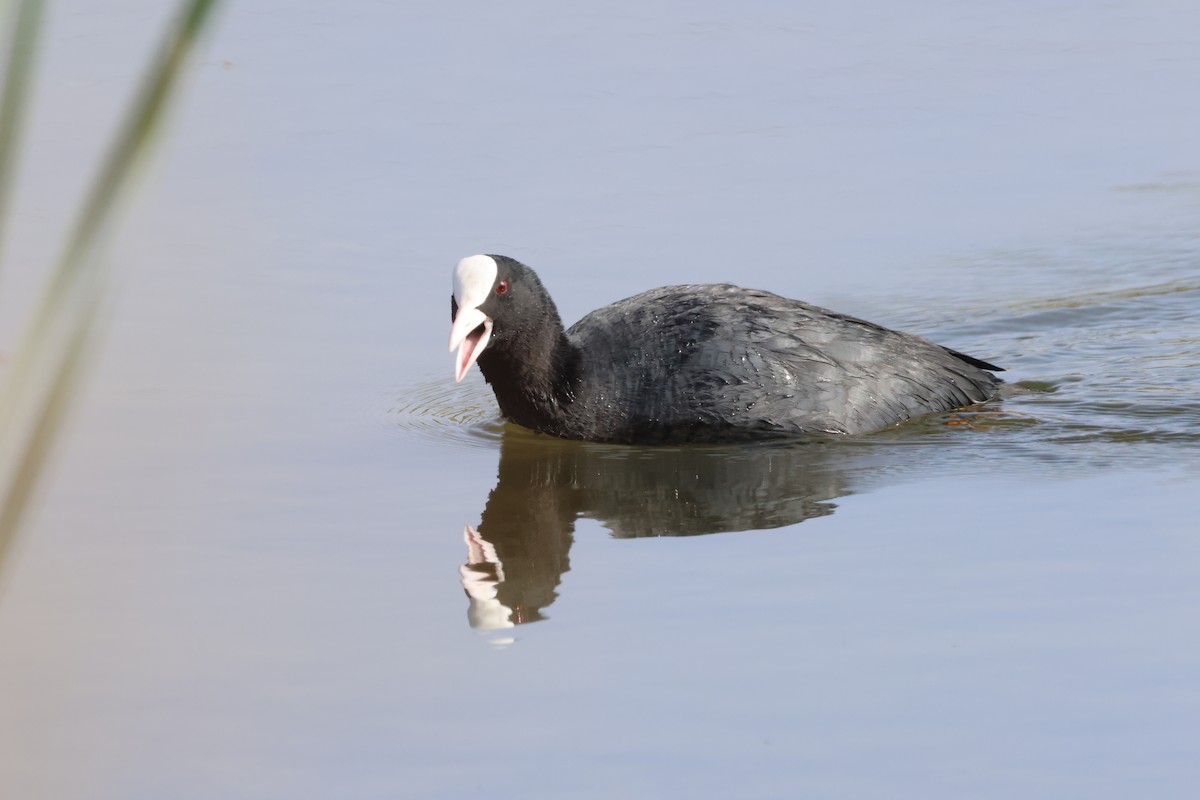 Eurasian Coot - ML619625767