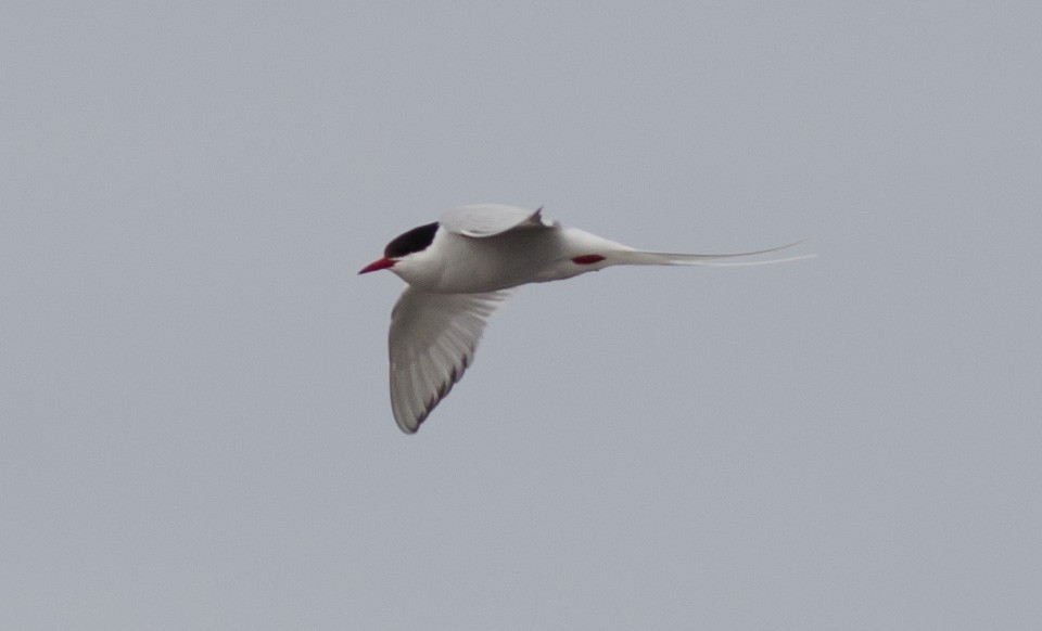 Arctic Tern - Alix d'Entremont