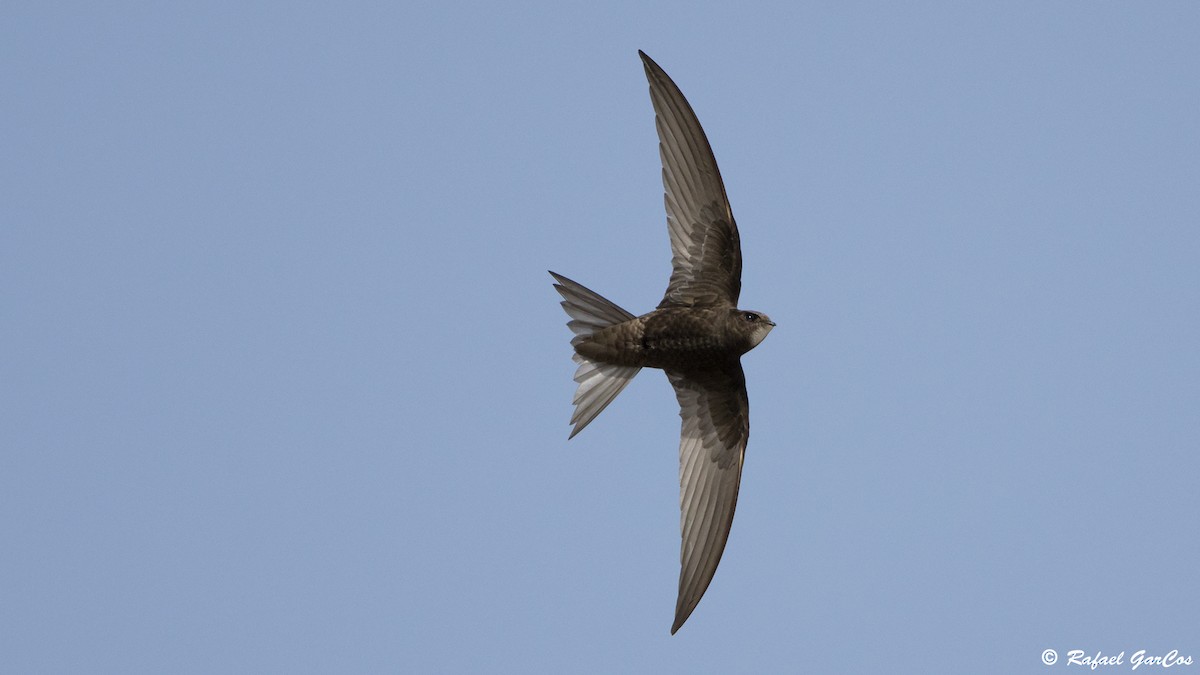 Common Swift - Rafael García