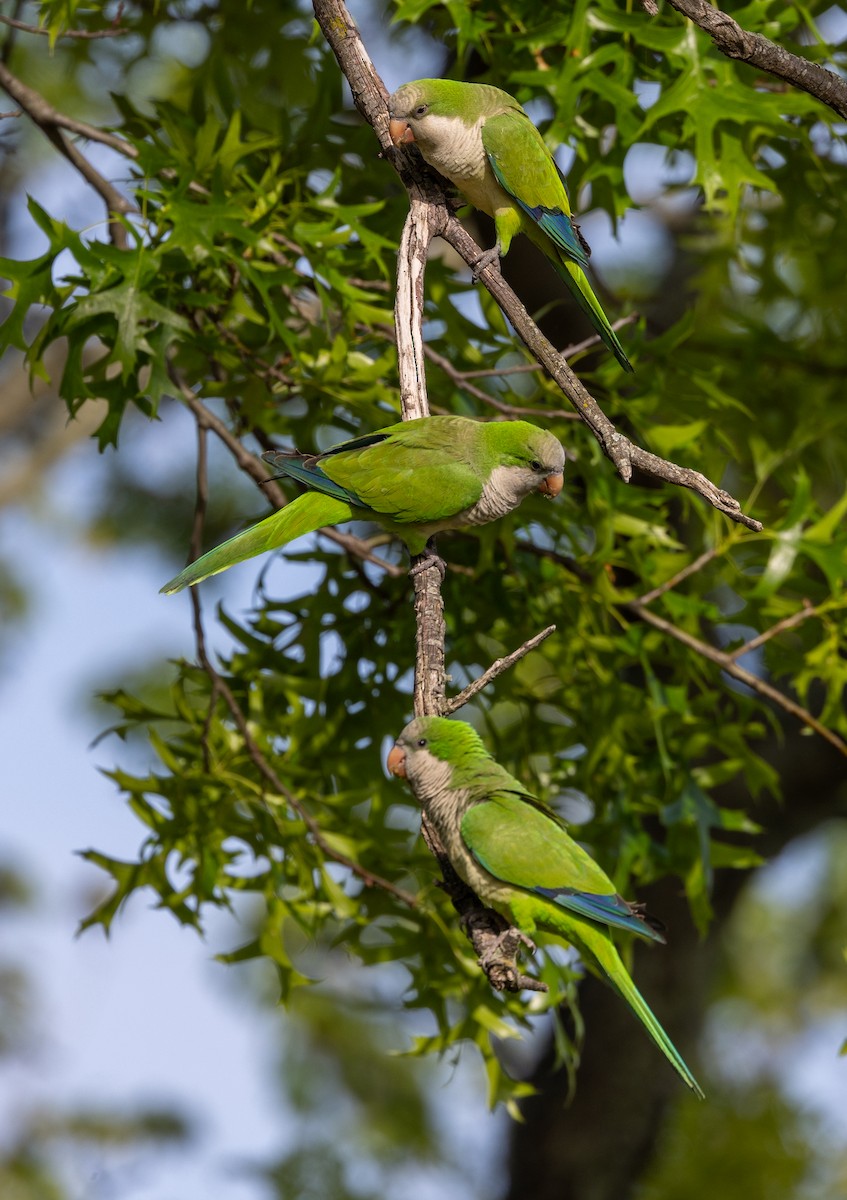 Monk Parakeet - Greg Harrington