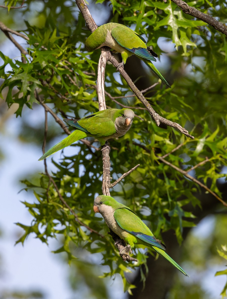 Monk Parakeet - Greg Harrington