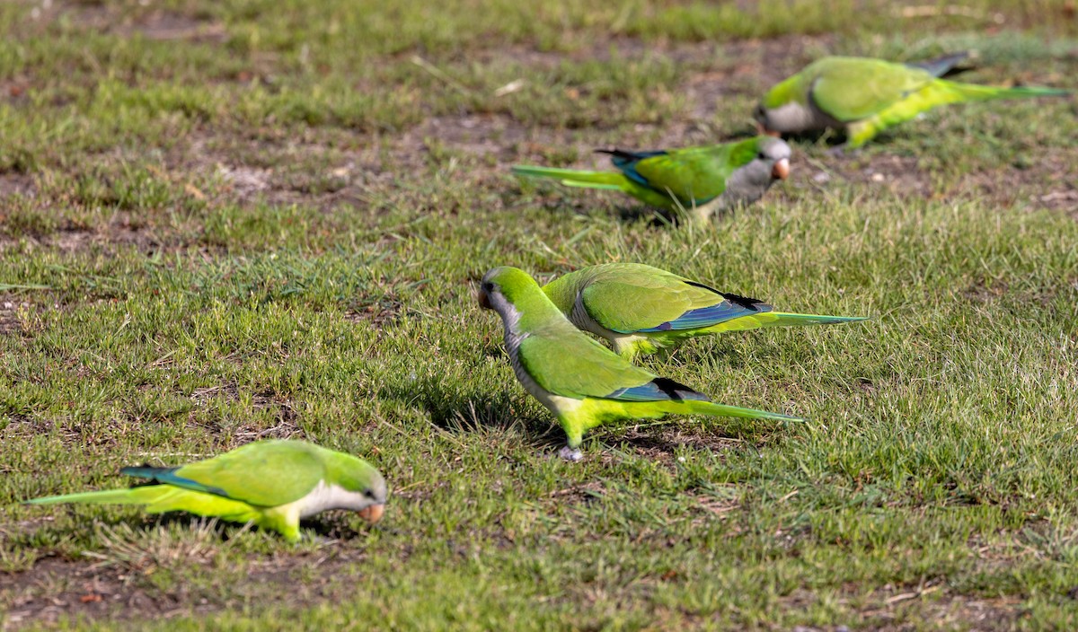 Monk Parakeet - Greg Harrington