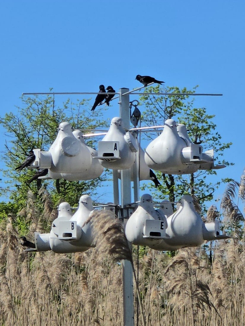 Purple Martin - ML619625784