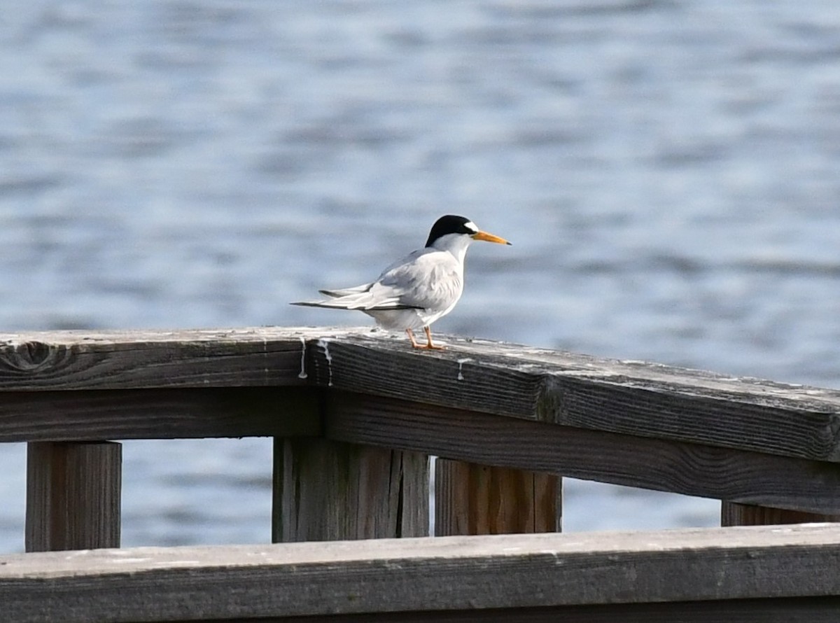 Least Tern - Brian Kenney