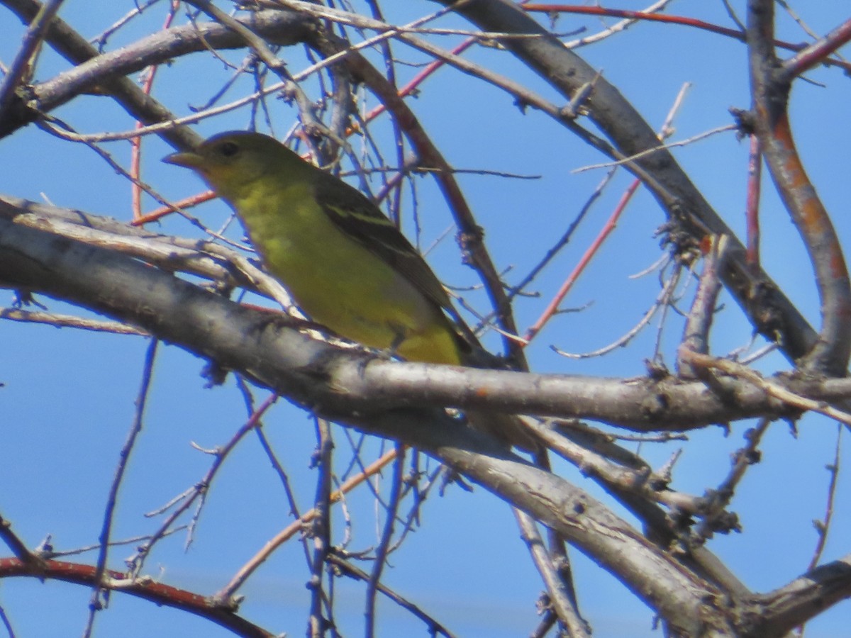 Western Tanager - Mohini Rawool-Sullivan