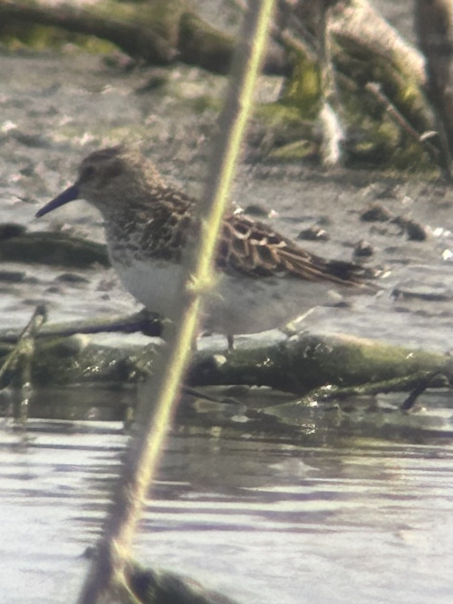 Least Sandpiper - Robert Irwin