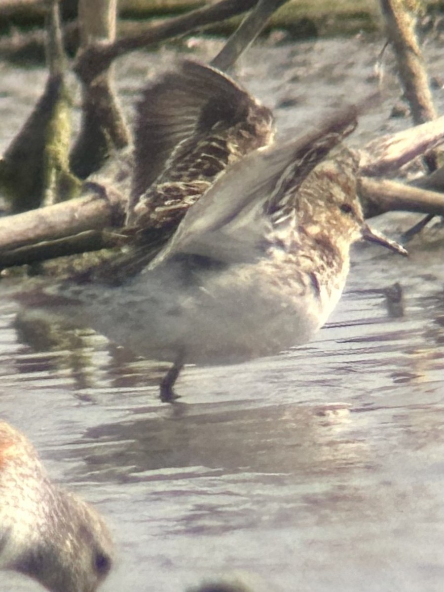 Least Sandpiper - Robert Irwin