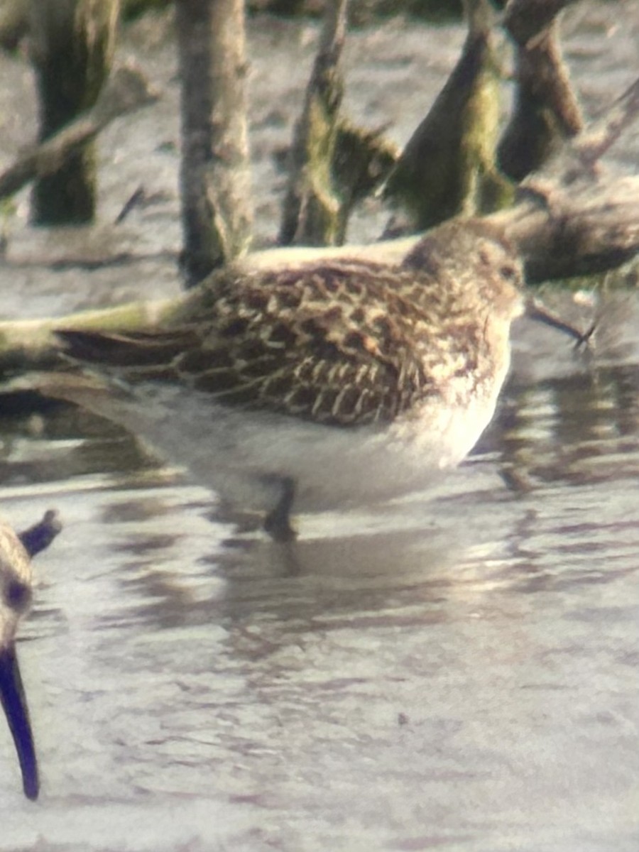 Least Sandpiper - Robert Irwin