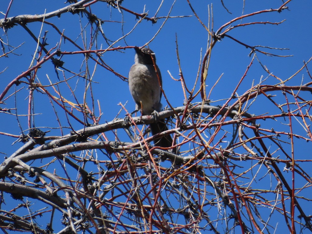 Woodhouse's Scrub-Jay - Mohini Rawool-Sullivan