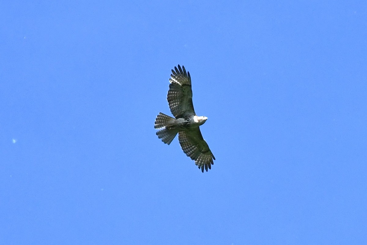 Red-tailed Hawk - ML619625805