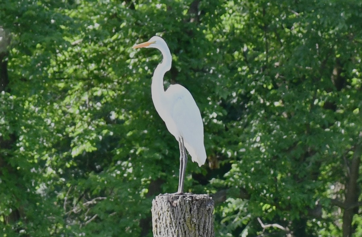 Great Egret - ML619625810