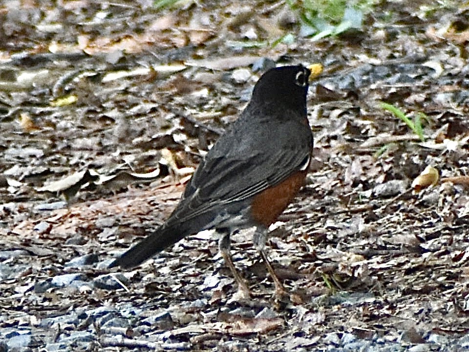 American Robin - ML619625814