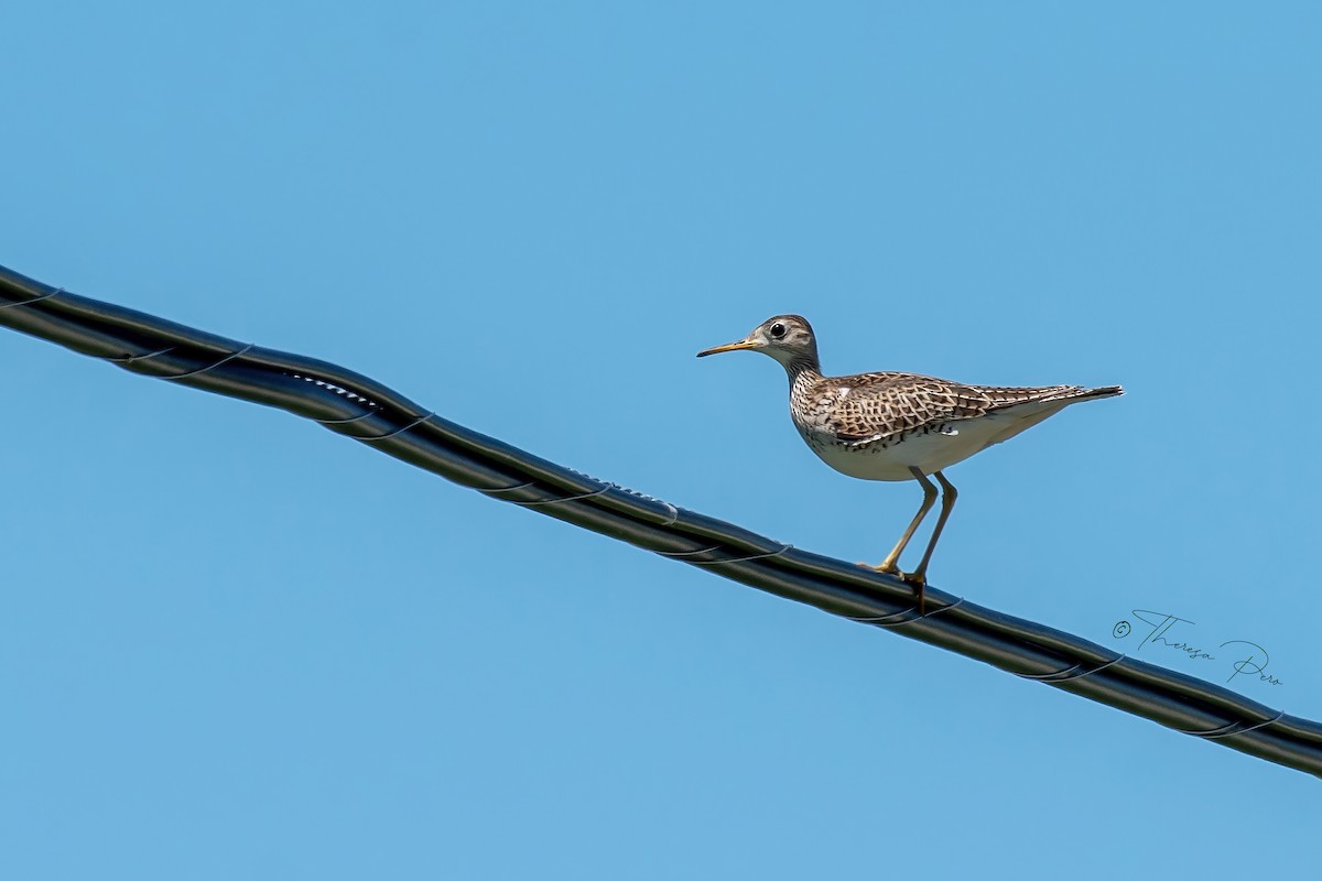 Upland Sandpiper - ML619625815