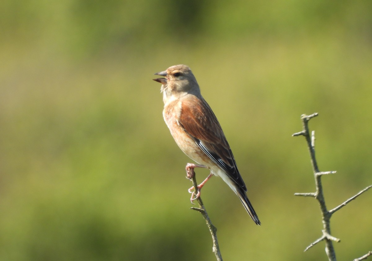 Eurasian Linnet - Gerald Moore