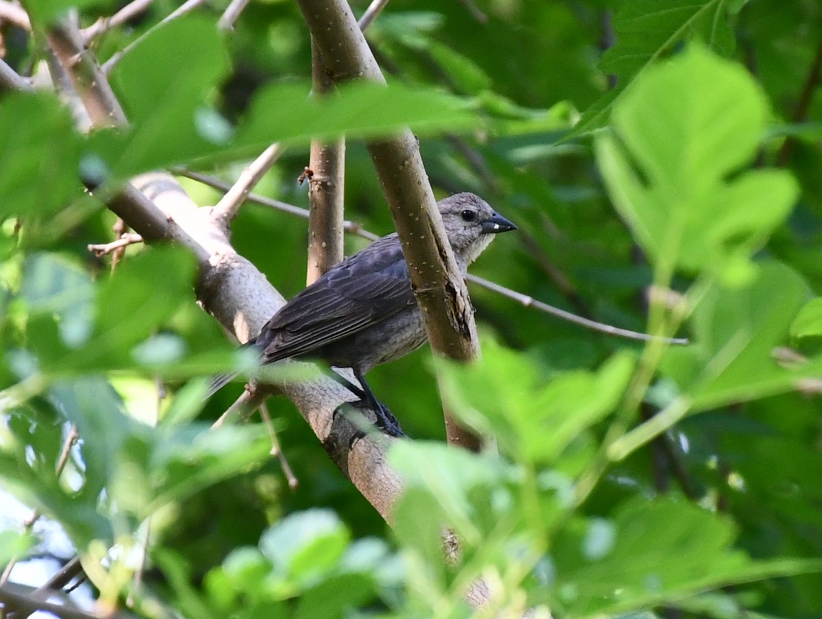 Brown-headed Cowbird - ML619625819