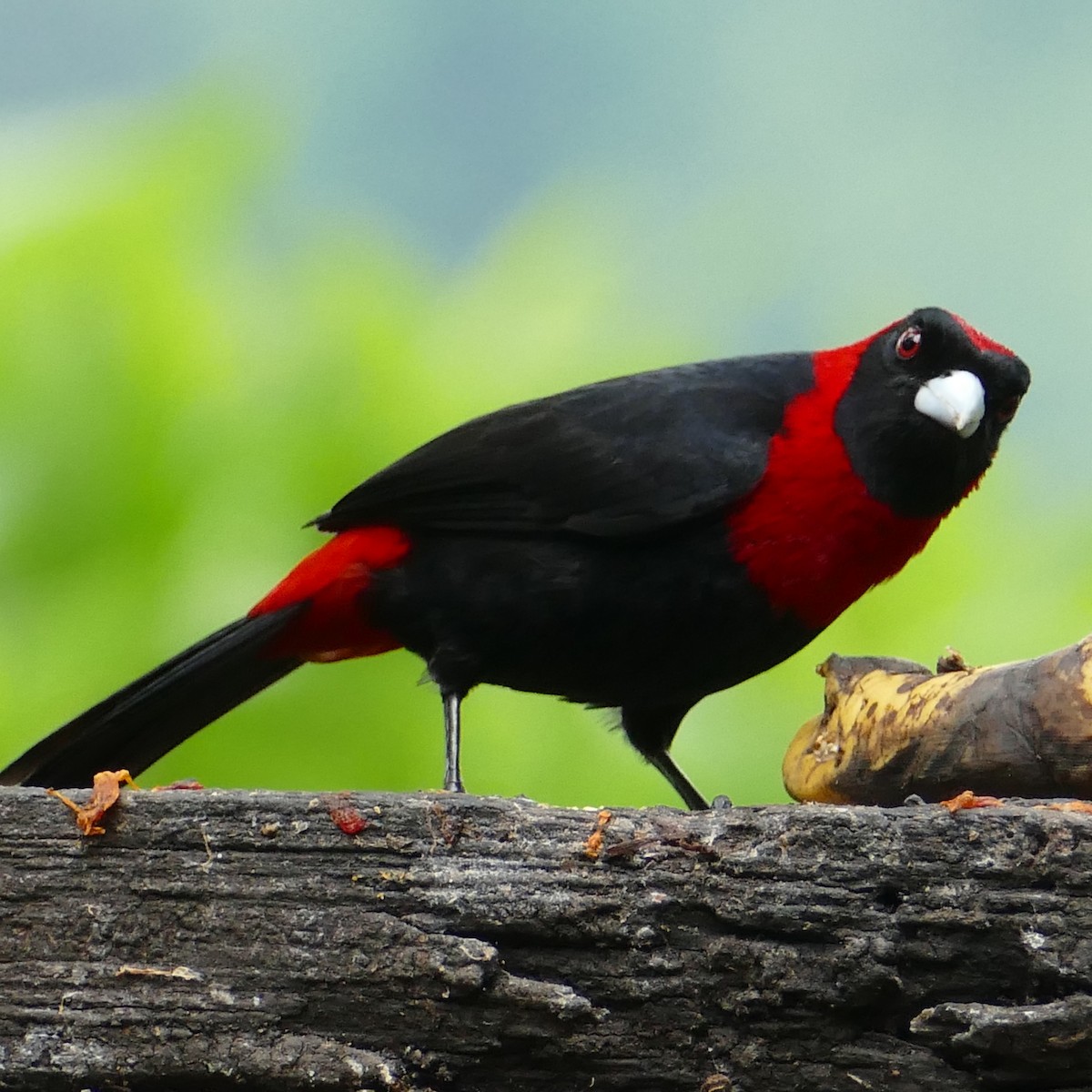 Crimson-collared Tanager - Ulrike Schmölzer