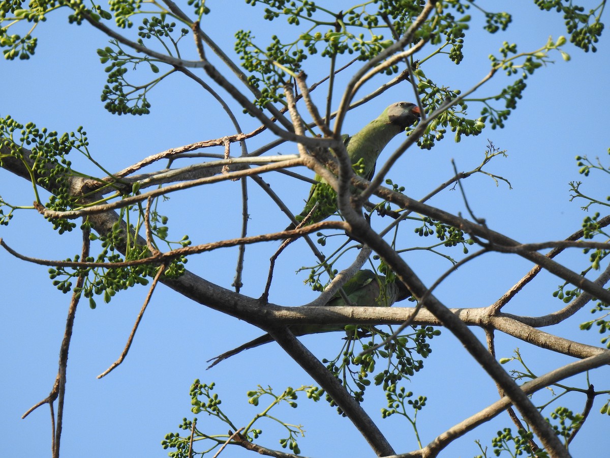 Long-tailed Parakeet - Prabhudatta Bal
