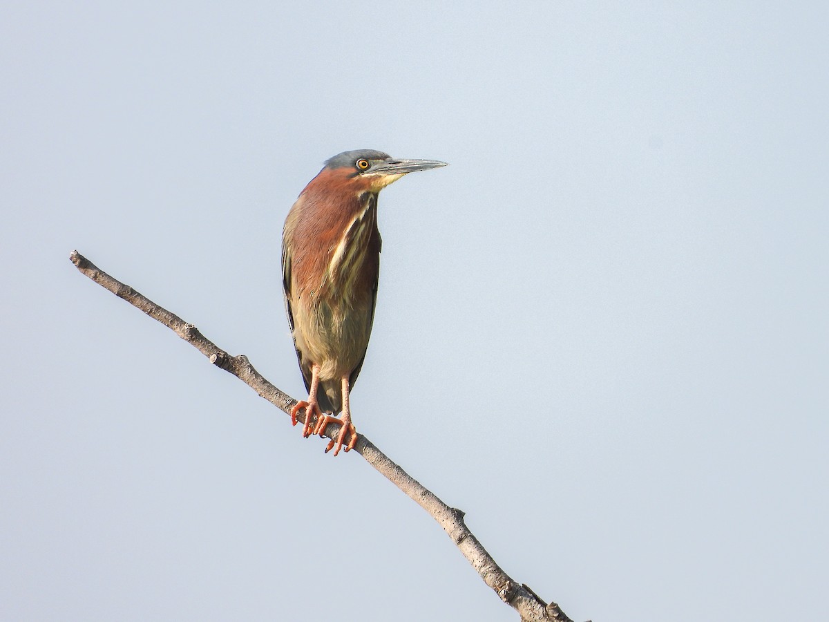 Green Heron - ML619625830