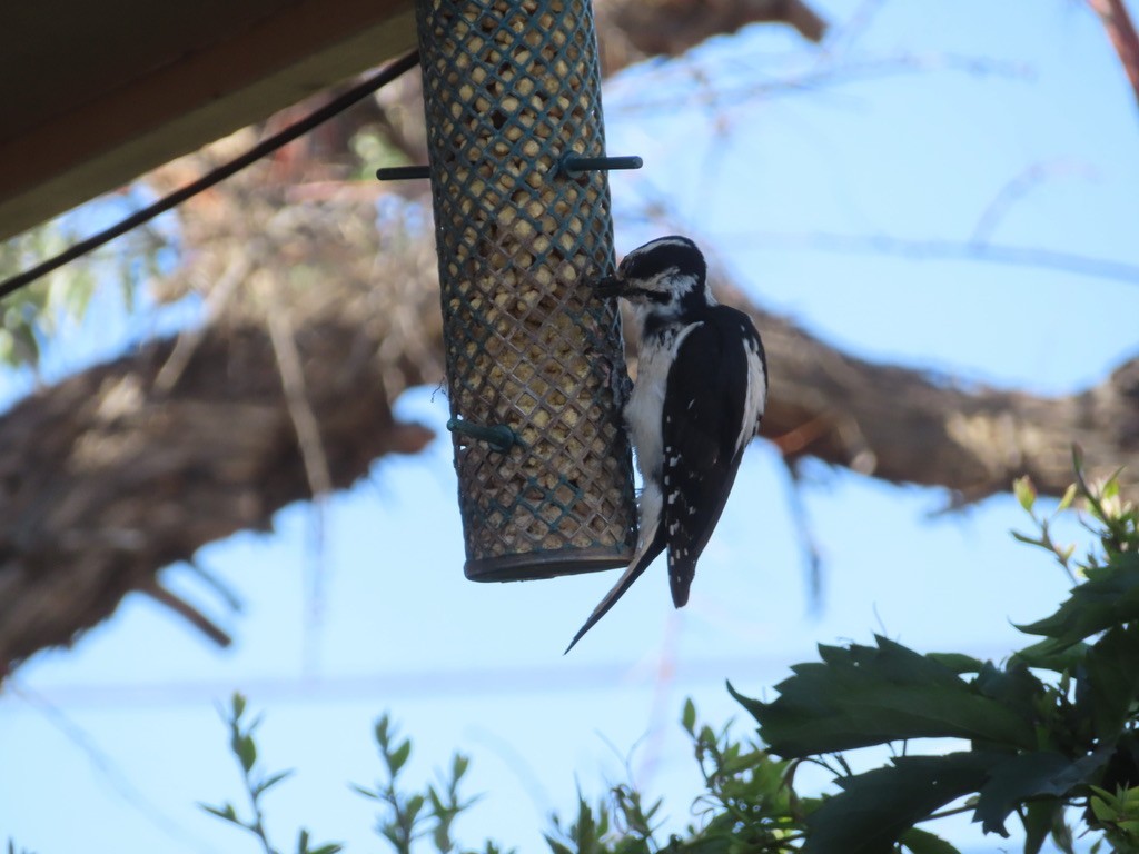 Hairy Woodpecker - Mohini Rawool-Sullivan