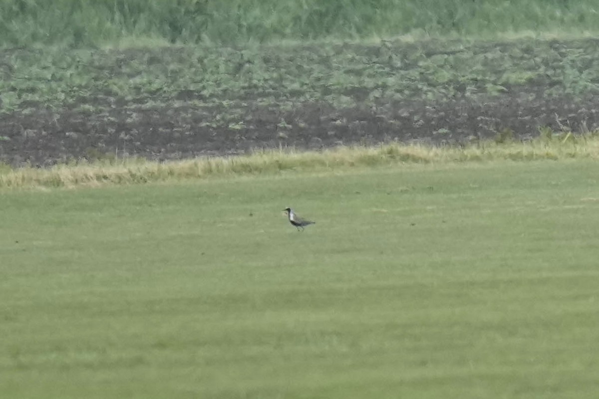 Pacific Golden-Plover - Sabine Jessen