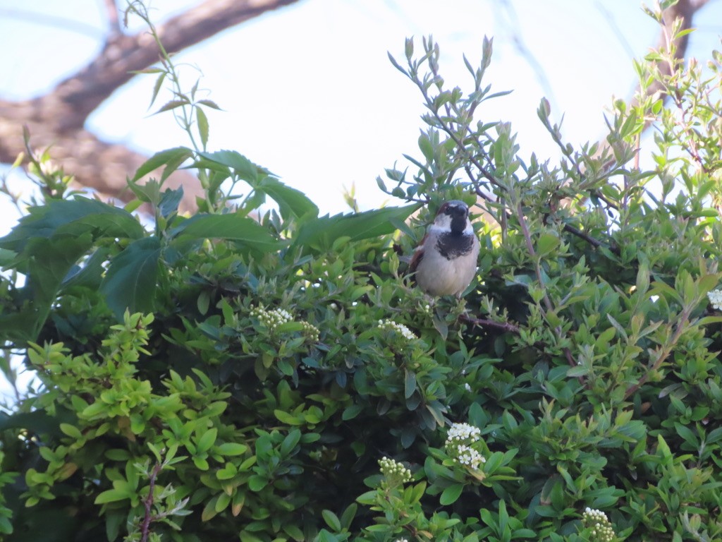 House Sparrow - Mohini Rawool-Sullivan