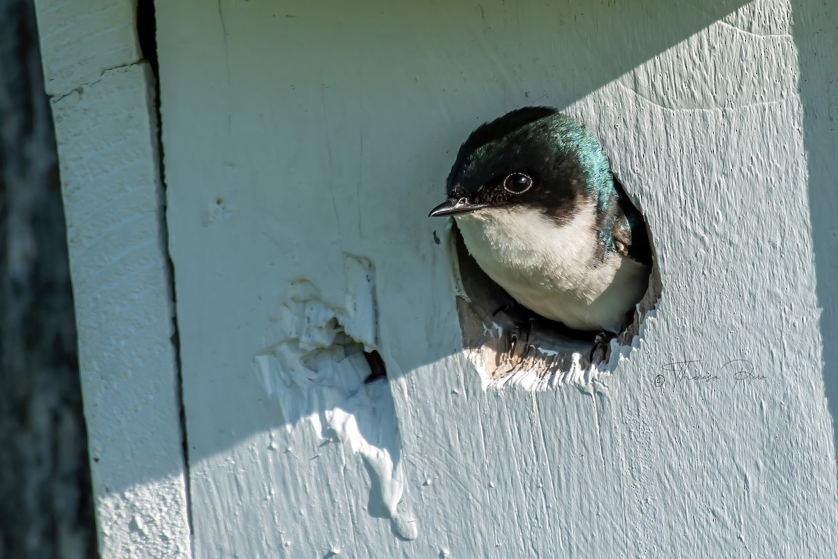 Tree Swallow - Theresa Pero