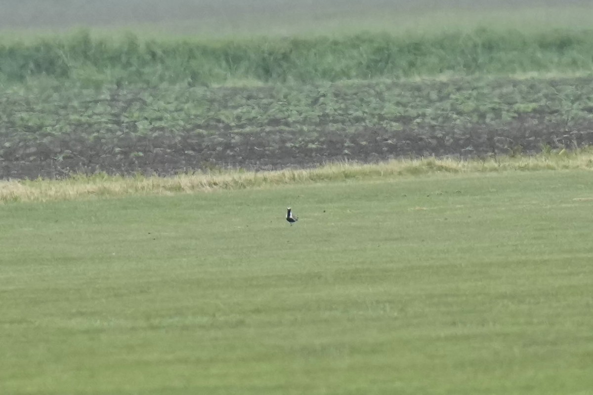 Pacific Golden-Plover - Sabine Jessen