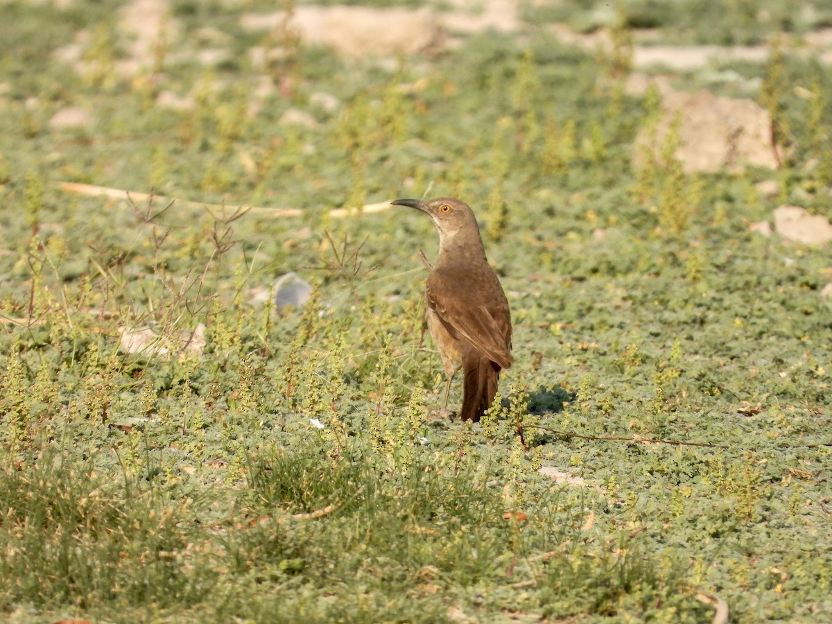 Curve-billed Thrasher - Javier Lucio