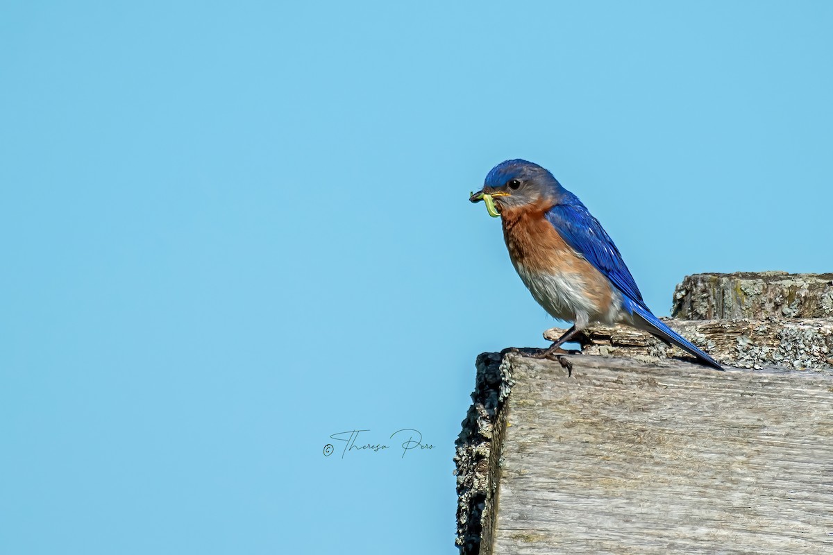 Eastern Bluebird - Theresa Pero