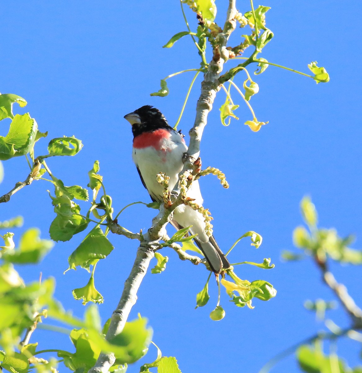 Rose-breasted Grosbeak - ML619625859