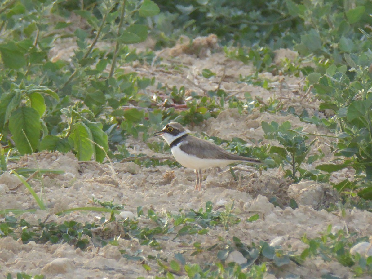 Little Ringed Plover - Mario Ruiz