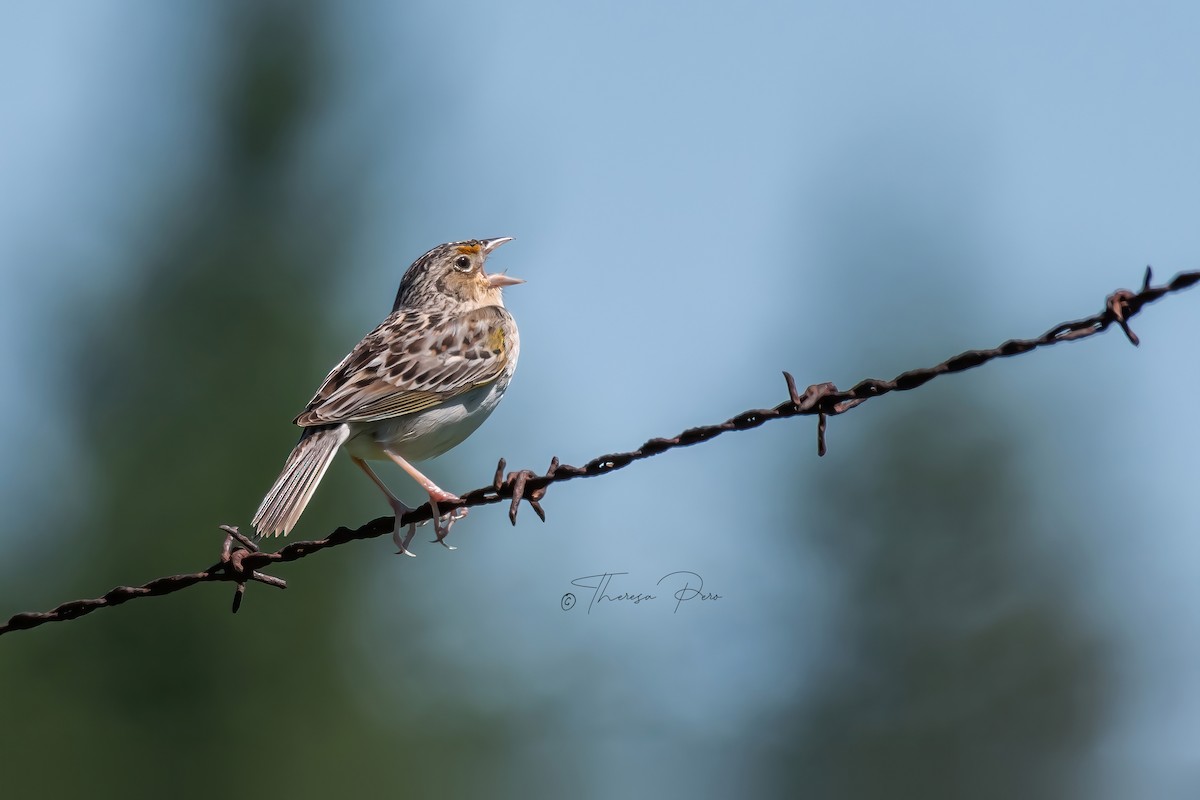 Grasshopper Sparrow - Theresa Pero