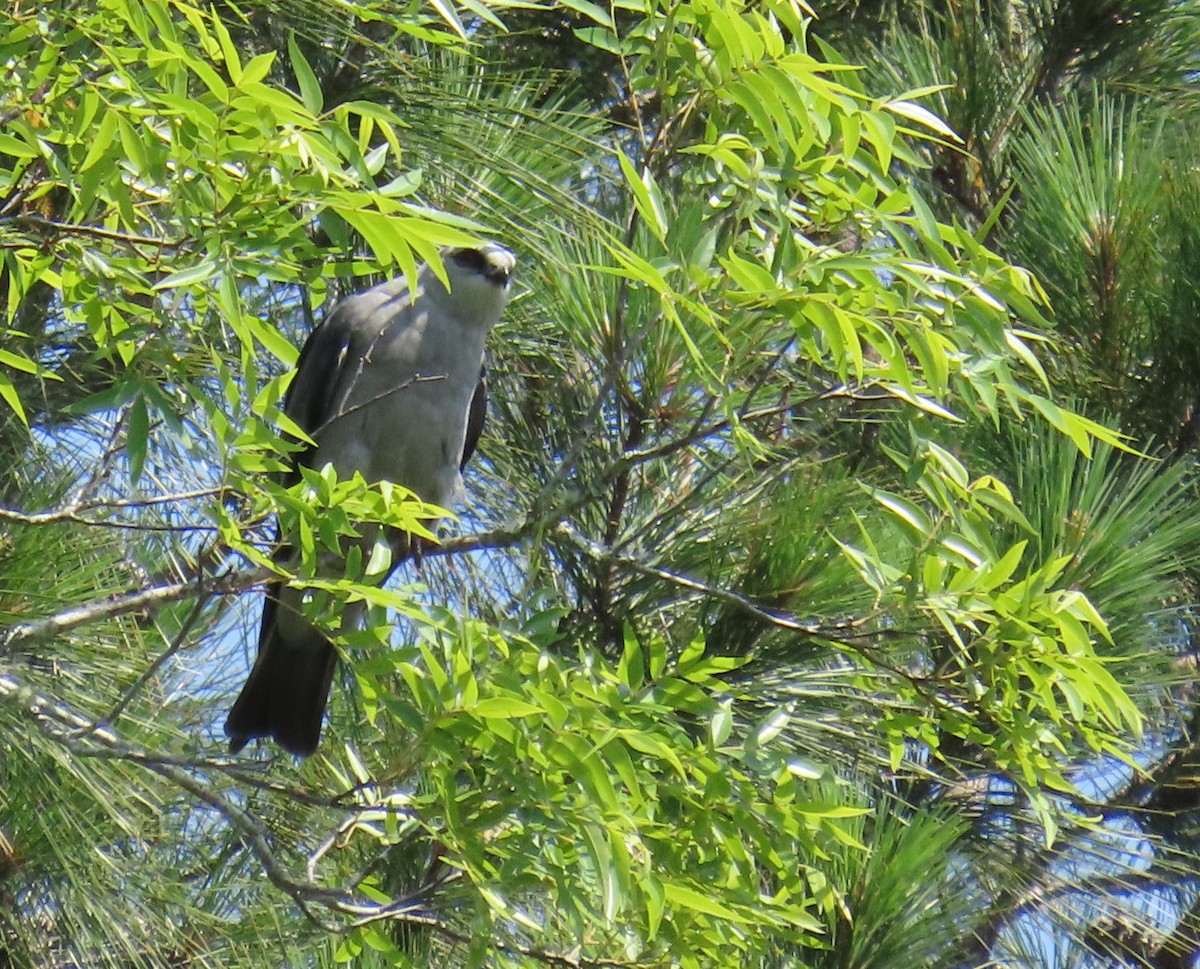 Mississippi Kite - Tom Austin