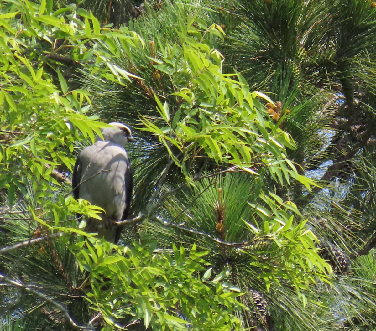 Mississippi Kite - Tom Austin