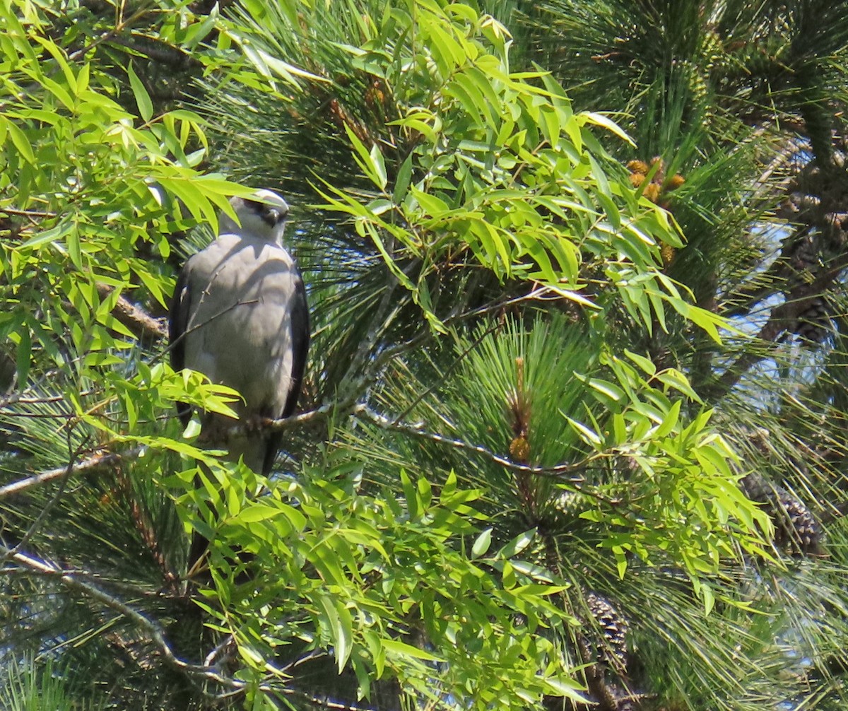 Mississippi Kite - Tom Austin